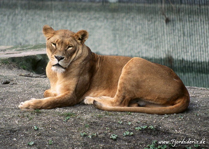 Zoo KBH 1998 0003.JPG